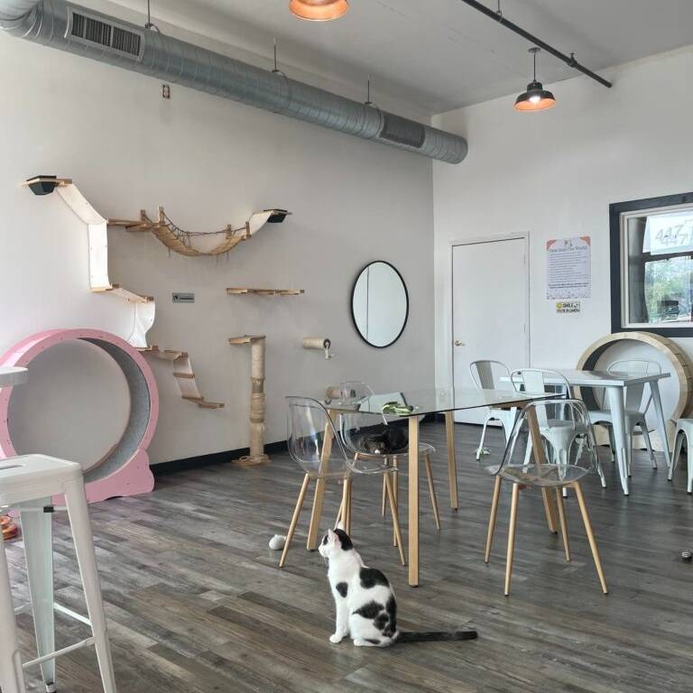 Happy Cat Cafe